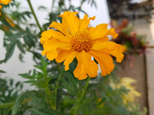 Цветок Marigold Открытом Саду Белом Фоне — стоковое фото