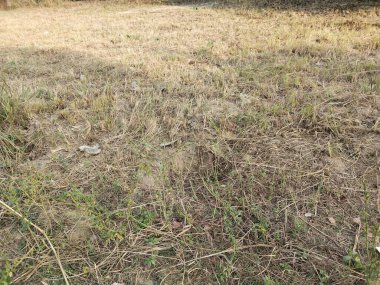 Tarla mahsulü ya da çim çiçeği. Saccharum Spontaneum Çiçeği. Öndeki kum tepeciklerini ve marram çimlerini hasat edin. Marram çimenleri üzerinde çarpıcı bir manzara hasat edilen kum tepeleri