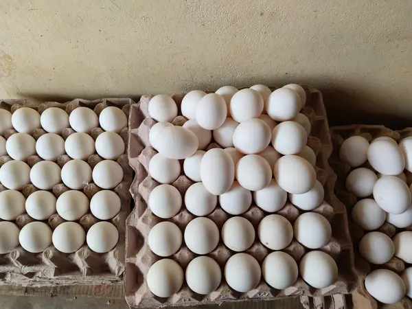 Full fresh eggs of paper tray from hen farm in the package that preserved for sale in wholesale and retail market.