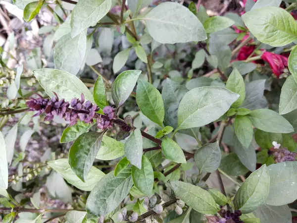 Dry Holy Basil Ocimum Sanctum Indian Basil Spice Medicinal Plant — Stock Photo, Image