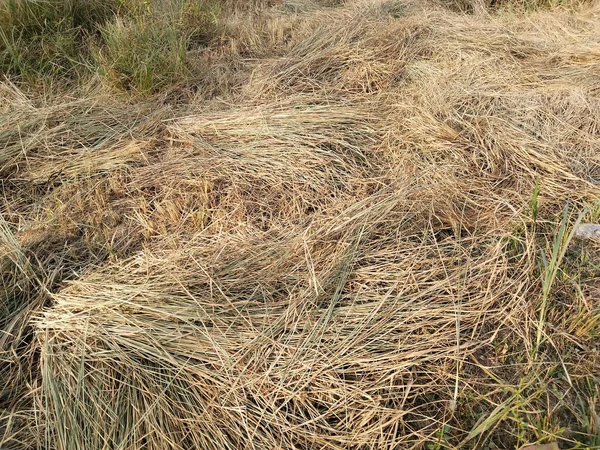クロップカスまたはカンザス草の花 サッカリウム スポンタヌム フラワー 前景の砂丘とマラメの草を収穫する マラムの草の収穫された砂丘の上の素晴らしい景色 — ストック写真