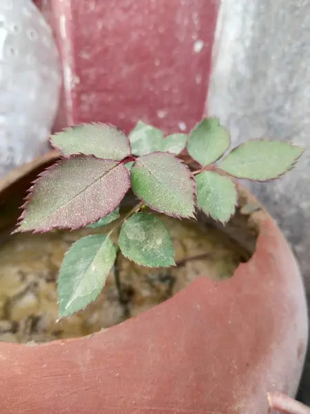 Mała Roślina Różana Glinianym Garnku — Zdjęcie stockowe