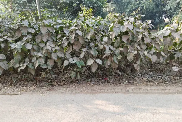 Yolun yakınındaki tozlu yapraklar. Hasarlı yolun yanındaki katiplik fabrikasının yapraklarındaki toprak katmanları. Kirli Clerodendrum infortunatum yaprakları aynı zamanda bhat ya da hill Glory Bower olarak da bilinir. tozlu yaprak