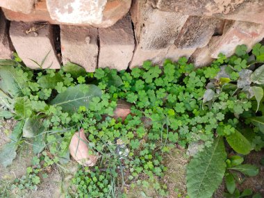 Green shamrock natural background. Selective focus on a central leaves.