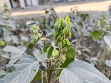 Clerodendrum infortunatum - bhat veya hill zafer çardak çiçek ve bulanık arkaplan tomurcukları