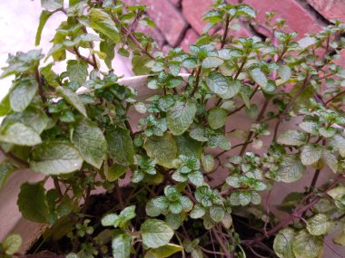 Plastik saksıda nane yaprağı yetiştiriyor..