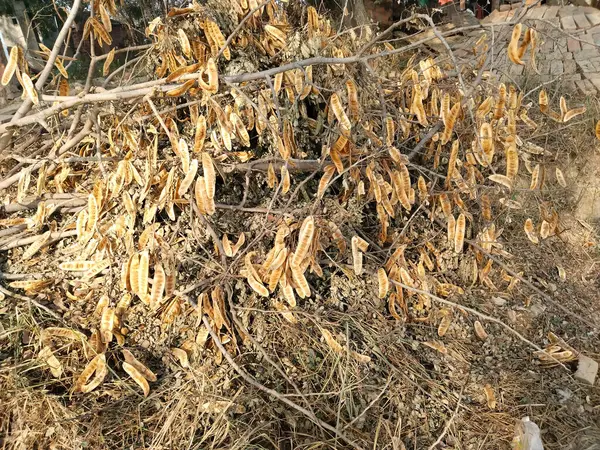 乾燥ワトルズエードスパイスツリー収穫 — ストック写真