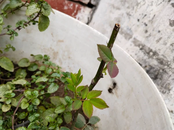 Novas Folhas Plantas Rosa Enxertadas Solo Canteiro Flores Perto Macro — Fotografia de Stock