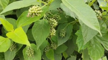 Lantana Camara 'nın zararlı bir ot olmasının birçok kullanımı vardır. Daha çok bitkisel ilaçlar. Lantana Camara 'nın yuvarlak, yeşil meyveleri öğleden sonra bahçenin dışında rüzgarda hafifçe savruldu. Lantana çiçek tohumu yetiştiriyor 