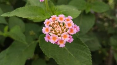 Renkli çiçekler ve Lantana Camara bitkisinin yeşil yaprakları. Lantana camara ya da çalıların verbenas ya da yeşil yaprakların üzerinde açan Lantana çiçeği. Çiçekler genellikle olgunlaştıkça renk değiştirirler, bu da iki ya da üç renk değişimiyle sonuçlanır.