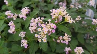 Renkli çiçekler ve Lantana Camara bitkisinin yeşil yaprakları. Lantana camara ya da çalıların verbenas ya da yeşil yaprakların üzerinde açan Lantana çiçeği. Çiçekler genellikle olgunlaştıkça renk değiştirirler, bu da iki ya da üç renk değişimiyle sonuçlanır.