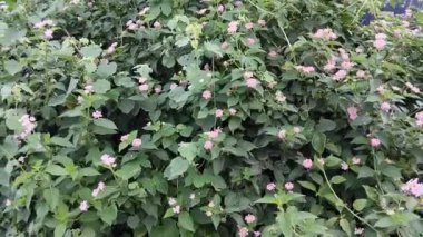 Renkli çiçekler ve Lantana Camara bitkisinin yeşil yaprakları. Lantana camara ya da çalıların verbenas ya da yeşil yaprakların üzerinde açan Lantana çiçeği. Çiçekler genellikle olgunlaştıkça renk değiştirirler, bu da iki ya da üç renk değişimiyle sonuçlanır.
