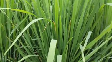 Pirinç bitkileri kapanıyor. Pirinç alanı