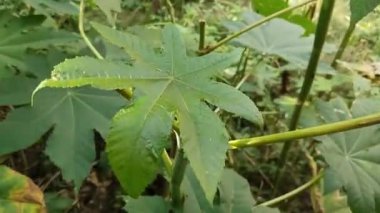 Hint yaprağı üst görünümü (İngilizce: Castor leaf top view, Castor Fasulyesi veya Castor Petrol bitkisi), ispinoz familyasından bir bitki türüdür. Hindistan 'da Arandi ağacı deniyor..