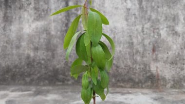 Syzygium cumini, yaygın olarak Malabar eriği, Java eriği, siyah erik, jamun, jaman, jambul veya jambolan olarak bilinir, tohum çekirdekleri arasında büyüyen her zaman yeşil bir tropikal ağaçtır.