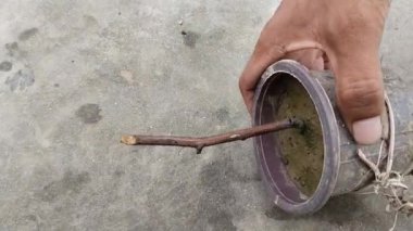 Başarısız Gül kesme tesisi ya da başarısız gül aşılama