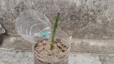 Gül kesiminde su musluğu. Saksıda plastik şişenin altında kök salmış gül çiçekleri, sera etkisi, kesiklerle yayılma, çiçekçilik, bitki örtüsü