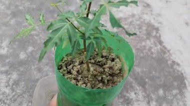 Hint Neem bitki kökü ve sapı plastik şişede büyüyor. Küçük neem ağacı, küçük gövdesi ve toprak Kızılderili Neem tohumu kökleriyle plastik şişenin içinde büyüyor. Küçük ağaç, küçük gövdesi ve toprağı var. 