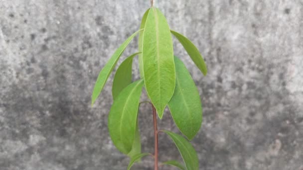 Roślina Sadzonki Śliwki Java Rośnie Doniczce Nasion Kumini Syzygium Lub — Wideo stockowe