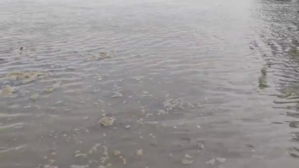 Delikatnie Macha Rzeki Ganga Rzeka Ganga Uttar Pradesh Indie — Wideo stockowe