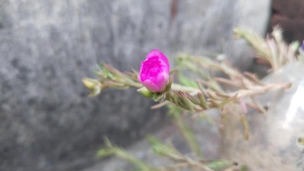 Цветение Портвейна Временной Промежуток Розовый Portulaca Grandiflora Цветок Открытие Видео — стоковое видео