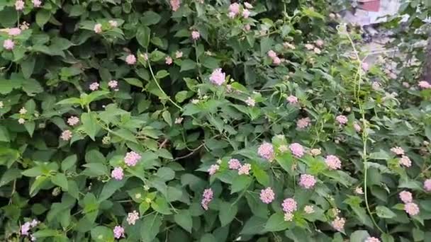 Pestrobarevné Květiny Zelené Listy Rostliny Lantana Camara Lantana Camara Nebo — Stock video