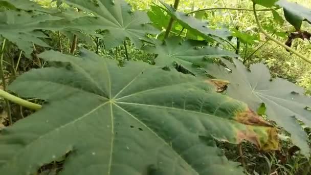 キャスターリーフトップビュー キャスタービーンまたはキャスターオイルプラントは スパッジファミリー グリーンリーフキャスターオイルの永遠の開花植物の種です インドのアーランディツリー — ストック動画