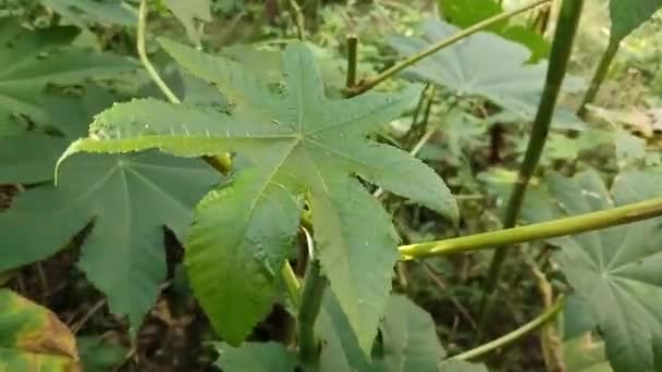Castor Leaf Top View Ricinusboon Ricinusolie Plant Een Soort Van — Stockvideo