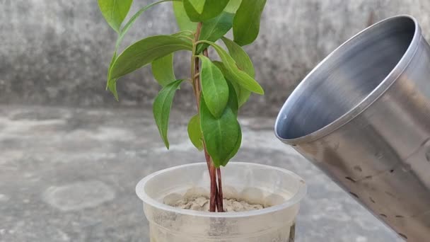 成長のために植物に水を加える 処分ガラスで成長するJavaプラムの種子工場 — ストック動画