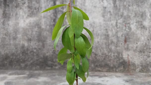 一般的にマラバールプラム ジャワプラム ブラックプラム ジャムン ジャムン ジャンボラン またはジャンボランとして知られているシジウムクミニは 種子によって処分ガラスで成長する常緑の熱帯木です — ストック動画