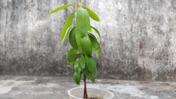 Plommonfröplantor Java Som Växer Avfallsglas Syzygium Cumini Eller Malabar Plommon — Stockvideo