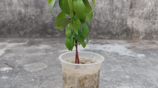 Plommonfröplantor Java Som Växer Avfallsglas Syzygium Cumini Eller Malabar Plommon — Stockvideo