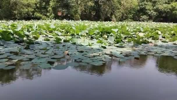 Paisagismo Cultivo Plantas Aquáticas Vista Jardim Com Muitas Lagoas Crescendo — Vídeo de Stock