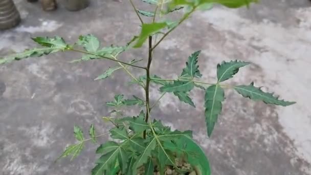 Planta Mudas Indian Neem Crescendo Garrafa Plástico Pequena Árvore Neem — Vídeo de Stock