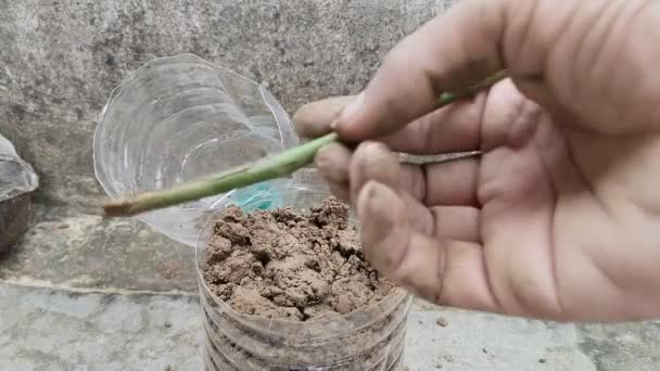 Plastik Şişeye Elle Dikilmiş Gül Kırpılarak Gül Üretimi — Stok video