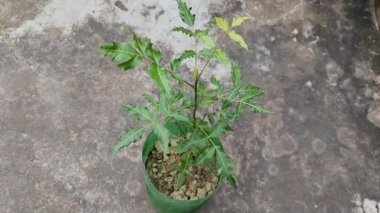 Hint Neem tohum bitkisi plastik şişede büyüyor. Küçük Neem ağacı 