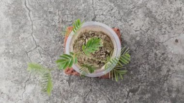 Tamarind tohumlarının plastik öğütücü bardakta ya da büyüme torbasında üst görüntüsü, topraktan yetişen demirhindi filizleri bulanık arka planda, toprakta ekşi demirhindi filizleri yetişiyor..