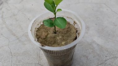 Tenceredeki limon ağacının tohumları..