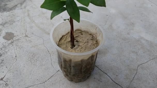 Растения Яванской Сливы Корни — стоковое видео
