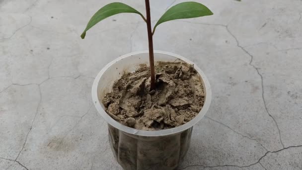 爪哇李子根种子 — 图库视频影像