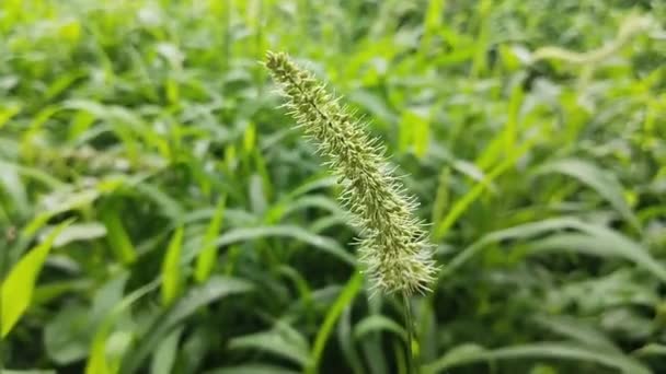 Setaria Viridis Вид Трави Відомий Багатьма Поширеними Назвами Включаючи Зелений — стокове відео