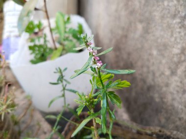 Polygonum aviculare or common knotgrass is a plant related to buckwheat and dock. garden grass  clipart