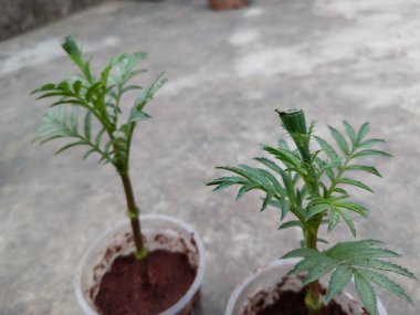 marigold cuttings planted in Coco peat to make root cuttings in a disposal glass  clipart