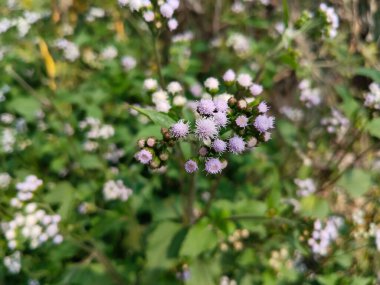 Ageratum conyzoides, Asteraceae familyasından bir bitki türü. Bilinen isimler arasında Billykeçi-otu, civciv otu, keçi otu, yosun.