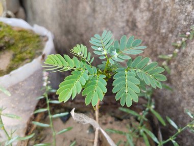 Albizia falkataria ya da lebbeck bitkisi fideleri evde yetişir. 