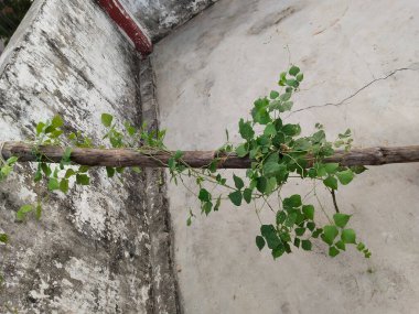 Fasulye, bambu destekli terasta yetişiyor. Destek çubukları kullanarak fasulye ekiyorum.