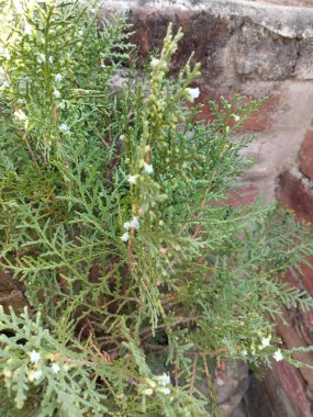 Doğulu Arbor-Vitae veya Platycladus orientalis yeşil yaprakları doğa arka planı için. Hindistan 'da Morpankh olarak da bilinir. Arborvitae tohumları
