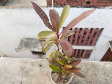 Gece gündüz serada sıcak bir sabahtan sonra korunmasız siyah erik tohumu bitkisi zarar gördü. Hava değişimi etkisi. Dikkatsizliğin sonucu. Yakın çekim..