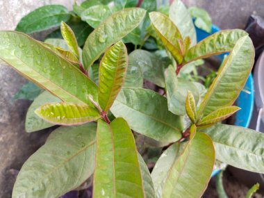 Guava tohumu tencerede yetişiyor. guava ağacı bahçedeki küçük bir bitkidir.