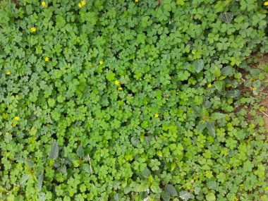 Marsilea crenata water plant near wall. Beautiful green leaves clipart